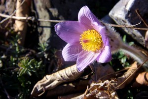  Hiking in Apuseni - Flori minunate la Scarita Belioara
